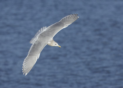 Glaucous-winged Gull (Larus glaucescens) photo image
