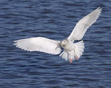 Glaucous-winged Gull (Larus glaucescens) photo image
