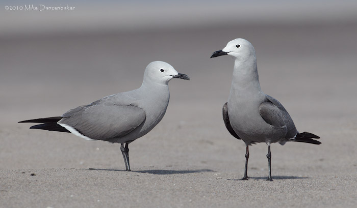Gray Gull (Leucophaeus modestus) photo