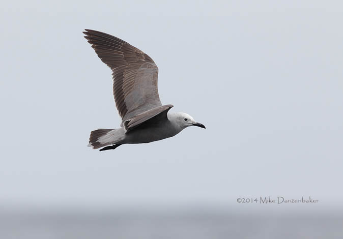 Gray Gull (Leucophaeus modestus) photo