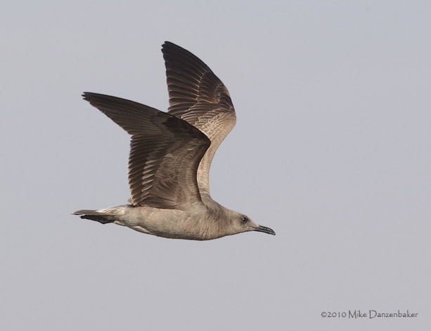 Gray Gull (Leucophaeus modestus) photo
