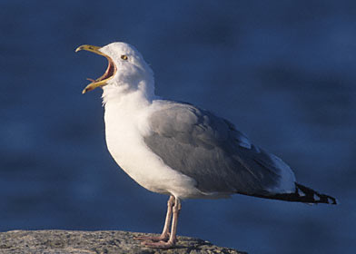 Herring Gull (Larus smithsonianus) photo image