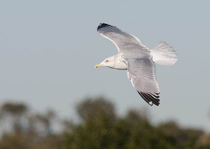 Herring Gull (Larus smithsonianus) photo image