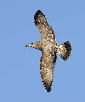 Herring Gull (Larus smithsonianus) photo image