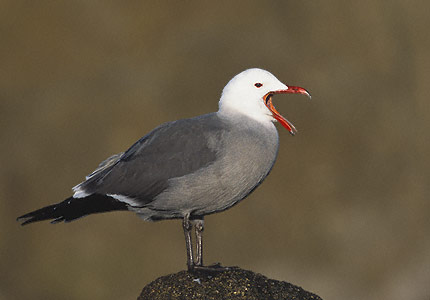 Heermann's Gull (Larus heermanni) photo image