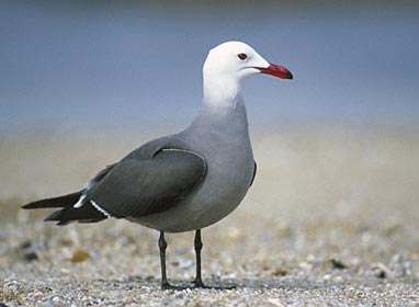 Heermann's Gull (Larus heermanni) photo image