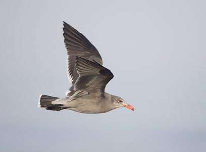 Heermann's Gull (Larus heermanni) photo image