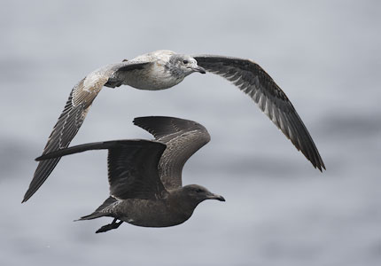 Heermann's Gull (Larus heermanni) photo image