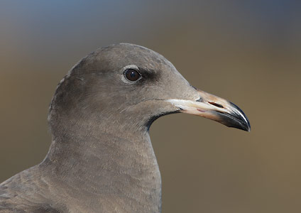 Heermann's Gull (Larus heermanni) photo image