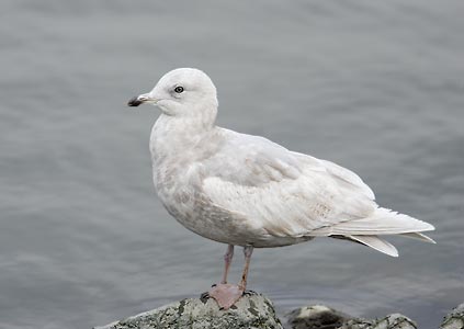 Iceland Gull (Larus glaucoides) photo image