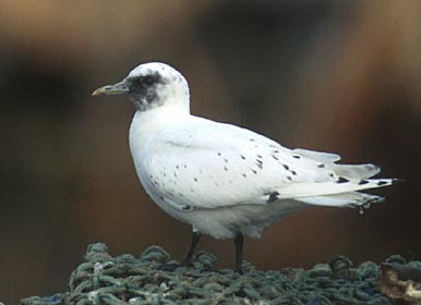 Ivory Gull (Pagophila eburnea) photo image