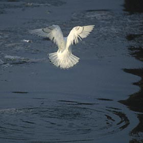 Ivory Gull (Pagophila eburnea) photo image