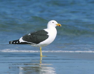 Kelp Gull (Larus dominicanus) photo image