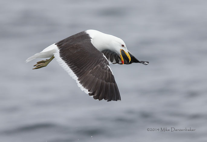 Kelp Gull (Larus dominicanus) photo image