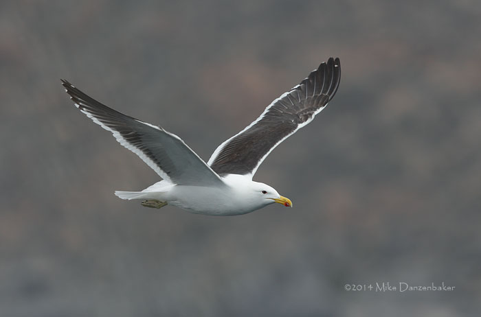 Kelp Gull (Larus dominicanus) photo image