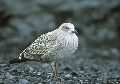 Kelp Gull (Larus dominicanus) photo image