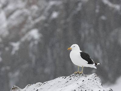 Kelp Gull (Larus dominicanus) photo image