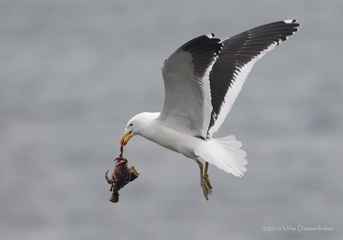 Kelp Gull (Larus dominicanus) photo image