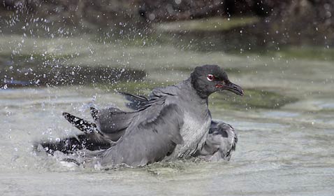 Lava Gull (Larus fuliginosus) photo