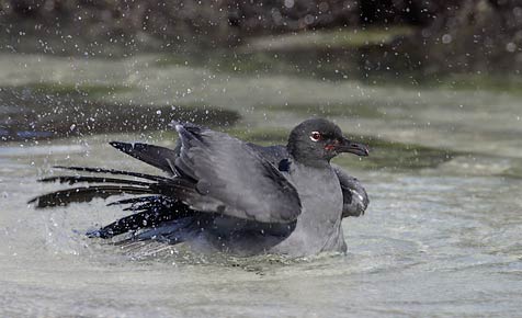 Lava Gull (Leucophaeus fuliginosus) photo