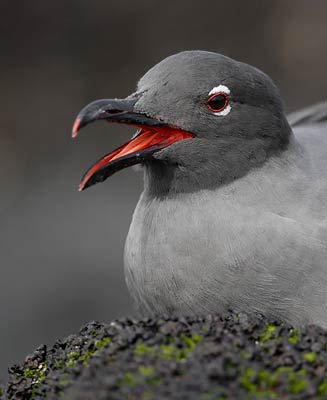 Lava Gull (Larus fuliginosus) photo