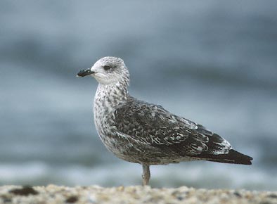 Lesser Black-backed Gull (Larus fuscus) photo image