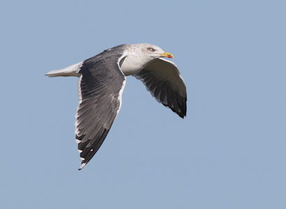Lesser Black-backed Gull (Larus fuscus) photo image