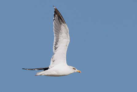 Lesser Black-backed Gull (Larus fuscus) photo image