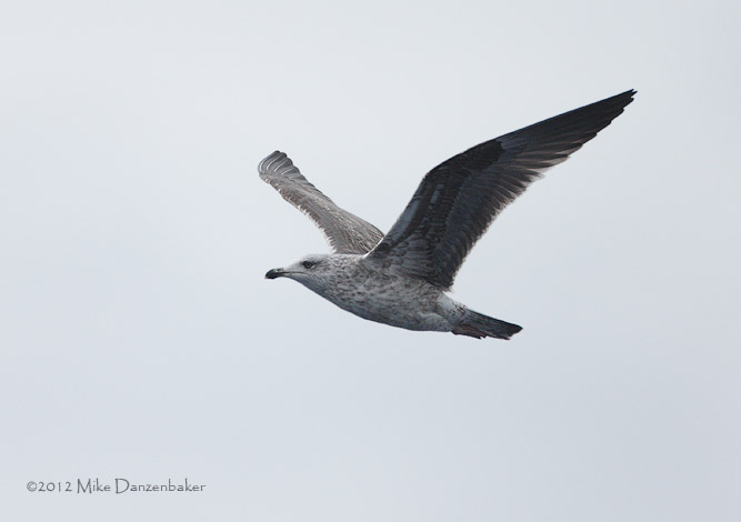 Lesser Black-backed Gull (Larus fuscus) photo image