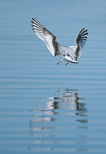 Little Gull (Hydrocoloeus minutus) photo image
