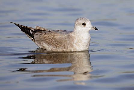 Mew / Common / Kamchatka Gull (Larus canus) photo