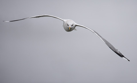 Mew Gull (Larus canus) photo