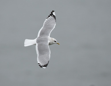 Mew Gull (Larus canus) photo
