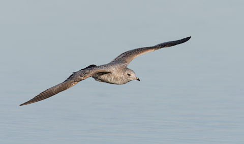 Mew Gull (Larus canus) photo