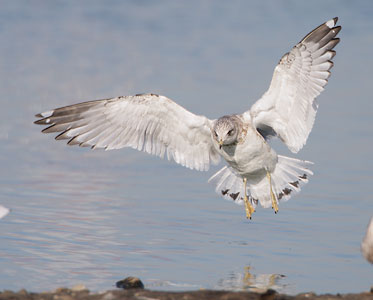 Mew Gull (Larus canus) photo