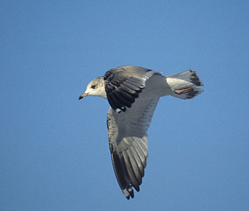 Kamchatka Gull (Larus canus kamtschatschensis) photo image