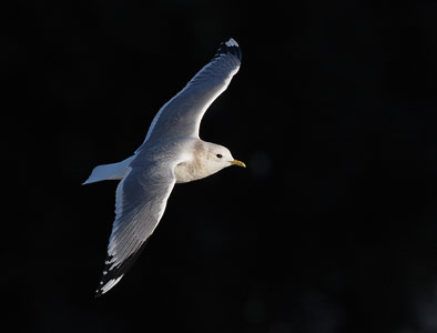 Mew Gull (Larus canus brachyrhynchus) photo