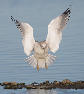 Mew Gull (Larus canus) photo