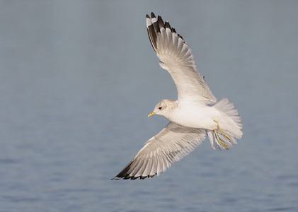 Mew Gull (Larus canus) photo