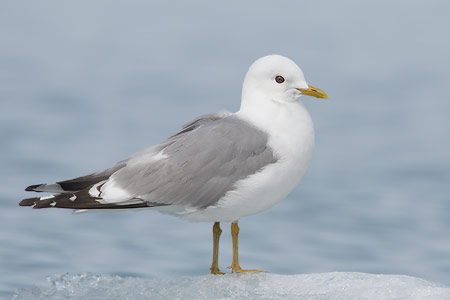 Mew Gull (Larus canus brachyrhynchus) photo