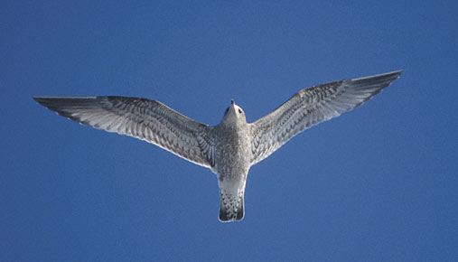 Kamchatka Gull (Larus canus kamtschatschensis) photo image