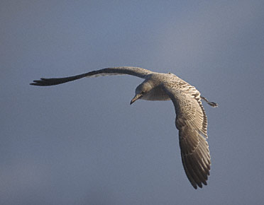 Kamchatka Gull (Larus canus kamtschatschensis) photo image