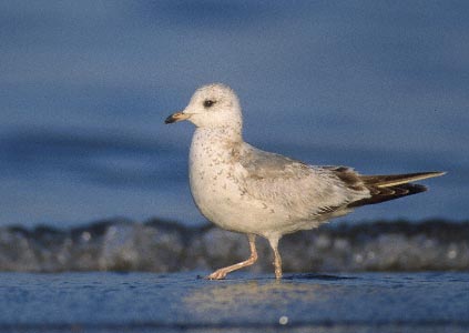 Kamchatka Gull (Larus canus kamtschatschensis) photo image