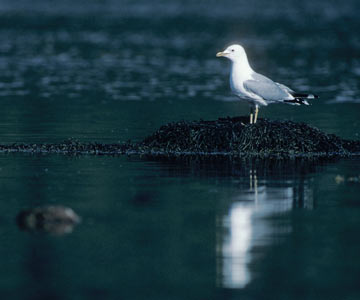 Common Gull (Larus canus canus) photo image