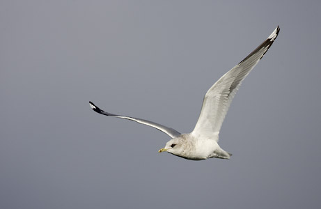 Mew / Common / Kamchatka Gull (Larus canus) photo