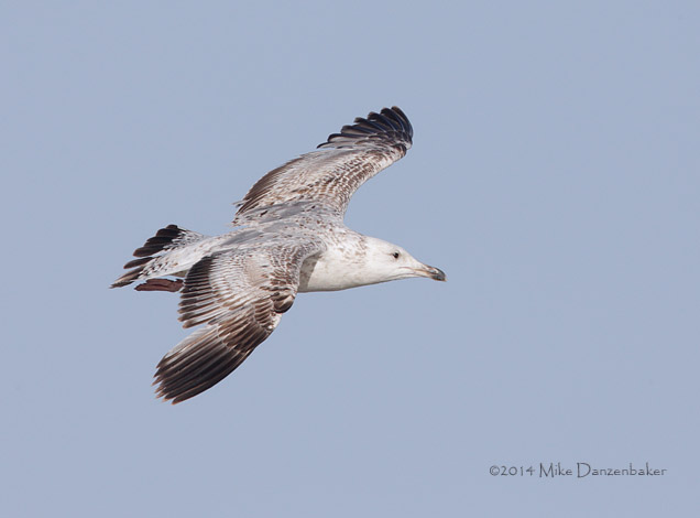 Mongolian Gull (Larus vegae mongolicus) photo