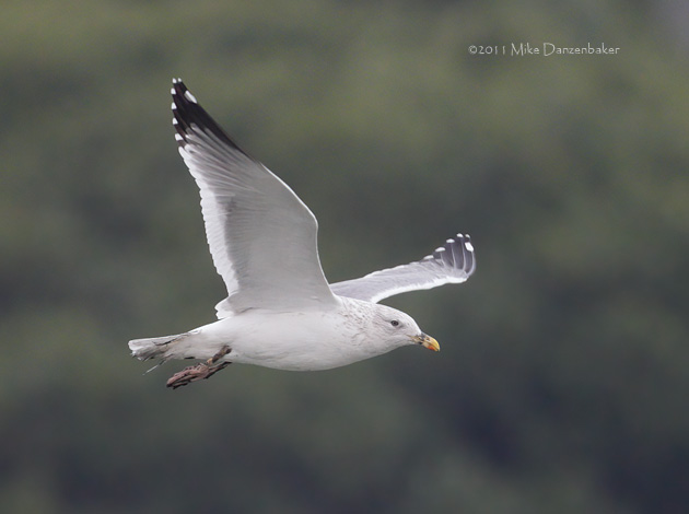 Mongolian Gull (Larus [vegae] mongolicus) photo