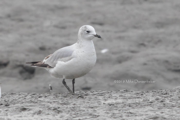 Relict Gull (Ichthyaetus relictus) photo image