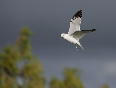Ring-billed Gull (Larus delawarensis) photo image