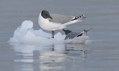 Sabine's Gull (Xema sabini) photo image
